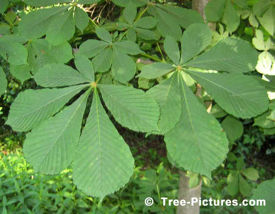Chestnuts: Leaves of the Chestnut Tree | Tree:Chestnut+Leaves at Tree-Pictures.com