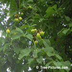 Chestnut: Nut of the Chestnut Tree | Tree+Chestnut+Chestnuts @ Tree-Pictures.com
