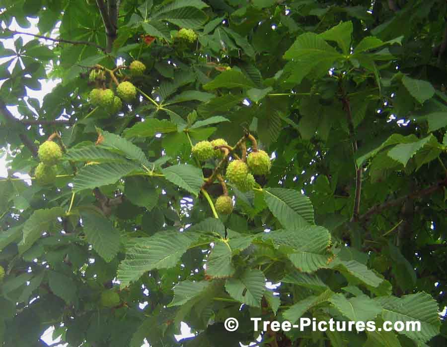 Chestnut: Nut of the Chestnut Tree | Tree:Chestnut+Nut at Tree-Pictures.com