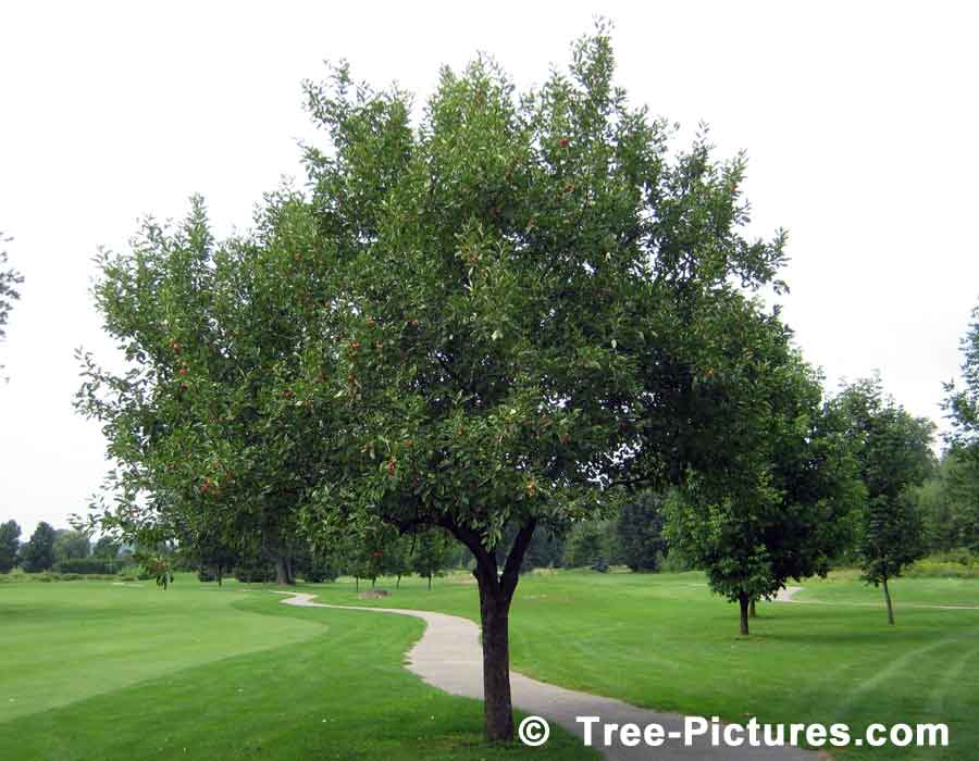 Crab Apple, Mature Crab Apple Tree in Summer | Apple Trees at Tree-Pictures.com