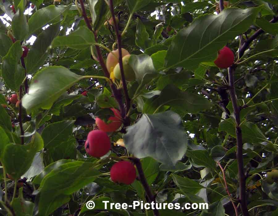 Crab Apple, Photo Showing Fruit & Leaves of Crab Apple Tree | Apple Trees at Tree-Pictures.com