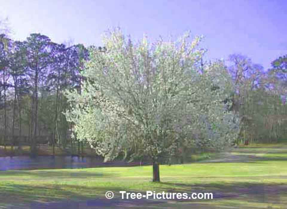 Tree Picture; Flowering Dogwood in Spring | Dogwood Trees at Tree-Pictures.com