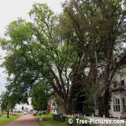 Elm Tree, Pictures of Old American Elm Tree, Prince Edward Island