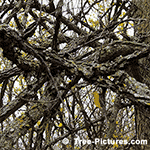 American elm tree picture