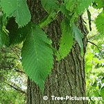 Pictures of Elm Trees: Elm Tree Leaf Identification