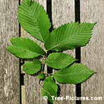 Elm Tree Pictures: Leaves of the American Elm Tree