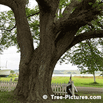 Photo of Mature Elm Tree