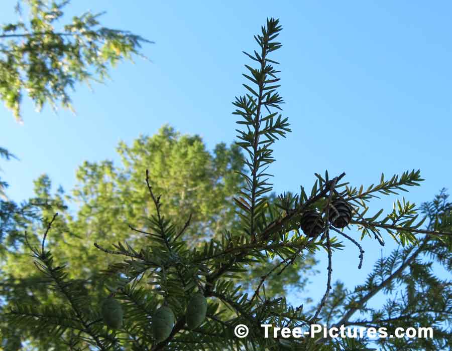 Fir Cones: Balsam Fir Branches, New & Old Cone Types
