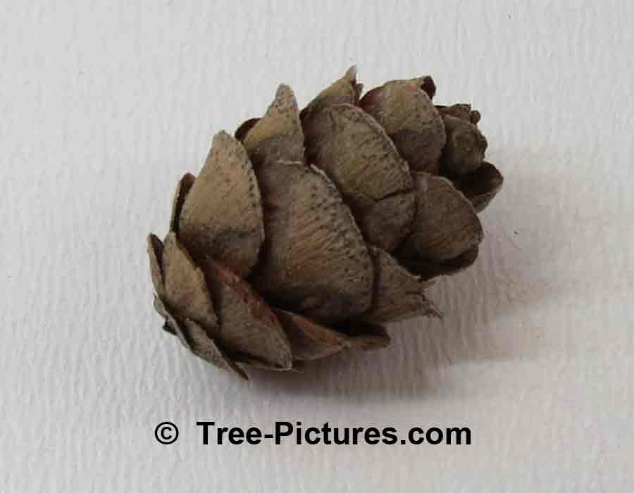 Fir Cones: Balsam Fir; Old Fallen Fir Tree Cone