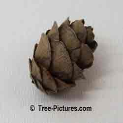 Firs: Image of Fir Cone: Balsam Fir Tree Type Fallen Old Cone, Scientic name: Abies balsamea