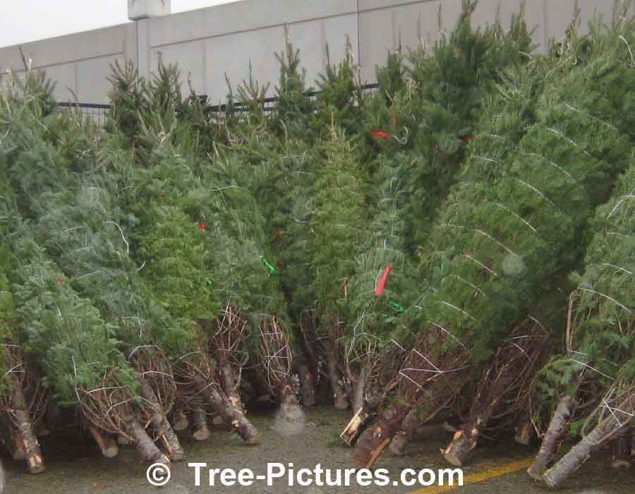 Fir Tree: Balsam Fir Christmas Trees For Sale