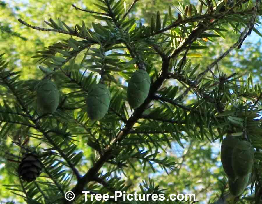 FirTree: Balsam Fir Tree Type New Cones