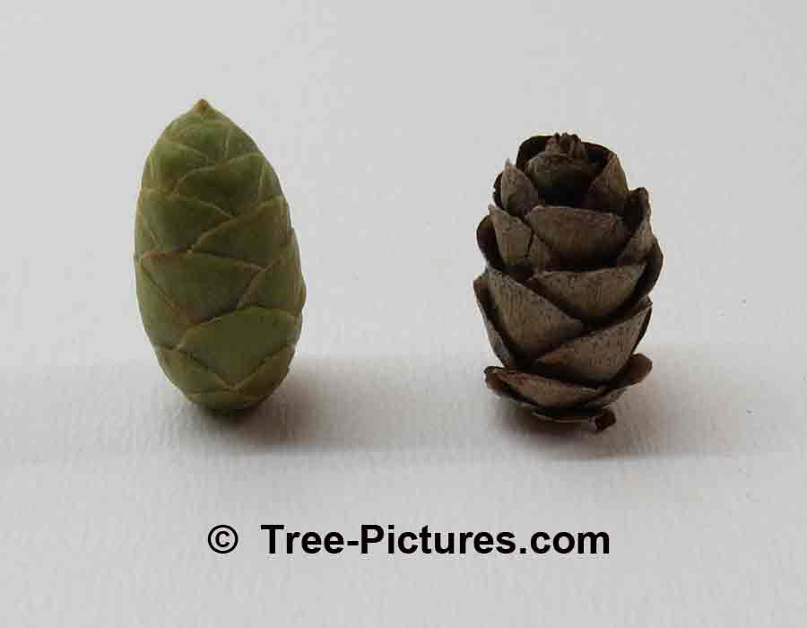 Fir Tree: Balsam Fir; New & Old Cone Types