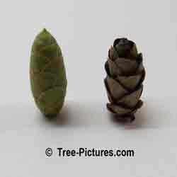 Fir Cones: Balsam Fir; New Green & Old Brown Cone Balsam Types - Scientic name: Abies balsamea