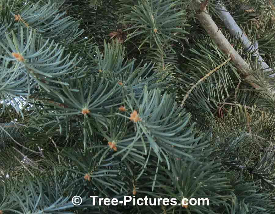 Fir Trees: White Fir Needles - Branch
