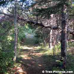 Tree Forest Service: Cut fallen tree branch away from forest walk path