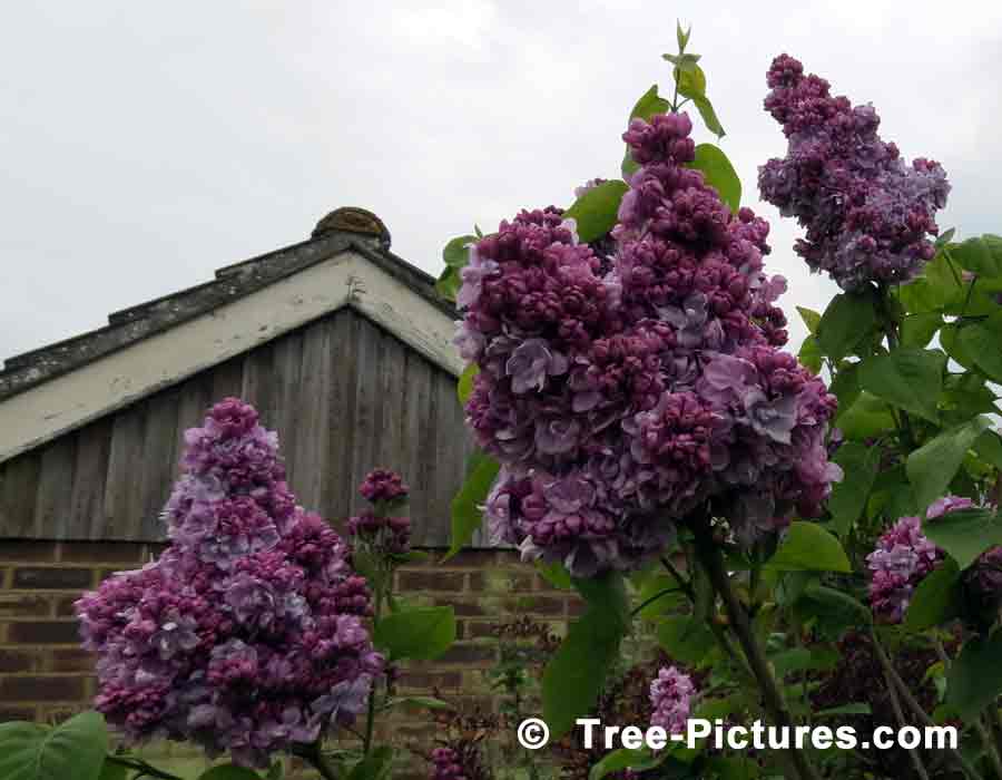 Lilac Trees, Double Purple Lilac Blooms of Fragrant Lilac Tree | Lilac Trees at Tree-Pictures.com