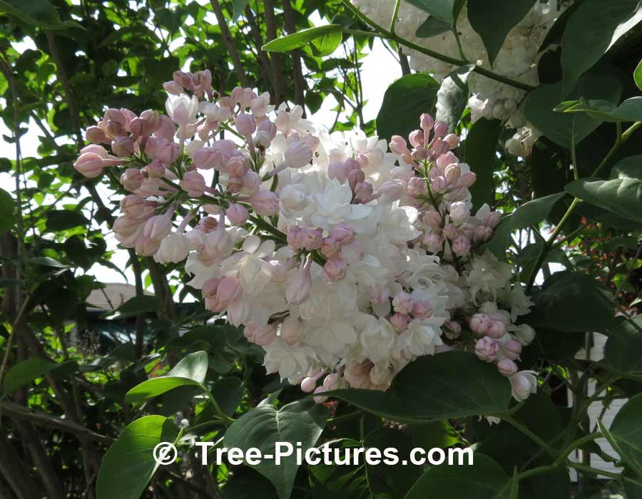 Lilacs: Close Up Photo of Pink Lilac Tree Bloom