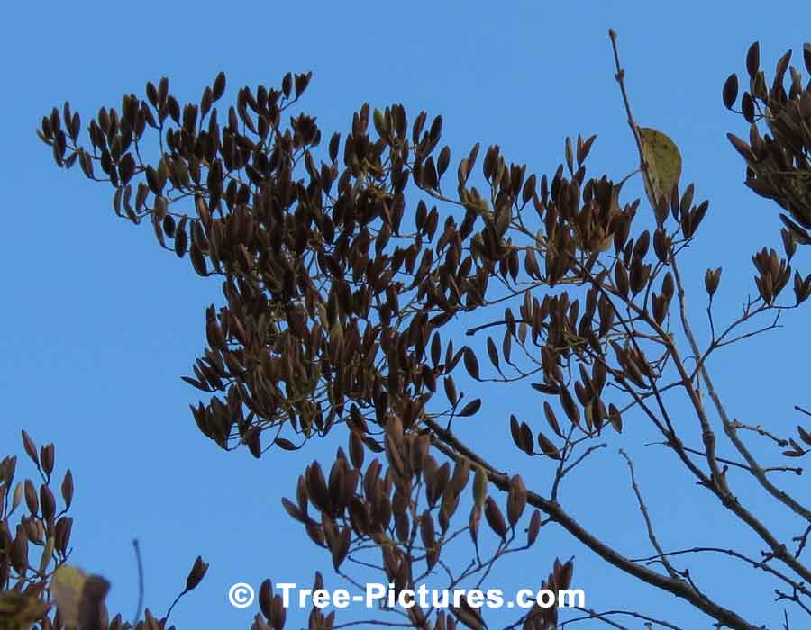 Lilac Seeds if Harvested Can Be Used To Propagate Lilacs | Lilac Trees at Tree-Pictures.com