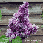 Lilac Trees, Bushes, Shrubs; Purple Blooms of Fragrant Lilac Tree | Tree-Lilac-Blooms @ Tree-Pictures.com