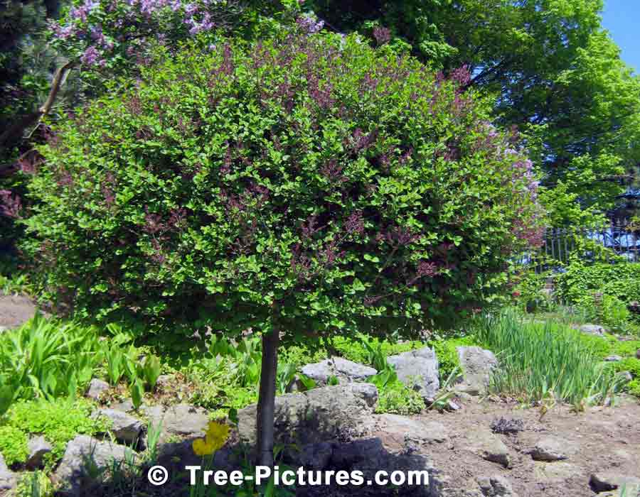 Lilac Trees, Ornamental Lilac Tree in Bloom in Spring | Lilac Trees at Tree-Pictures.com