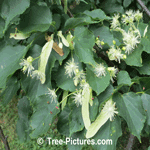 Linden Tree Leaves & Flowers | Tree-Linden-Leaves-Flowers @ Tree-Pictures.com