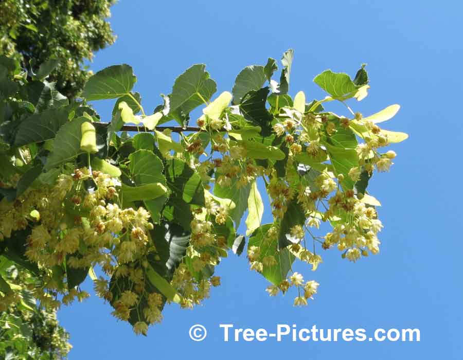 Linden Trees Blossom in Summer, The Fragrant Yellow Flowers Create A Spectacular Show | Linden Trees at Tree-Pictures.com