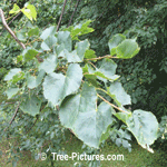 Linden Leaf Picture | Tree-Linden @ Tree-Pictures.com