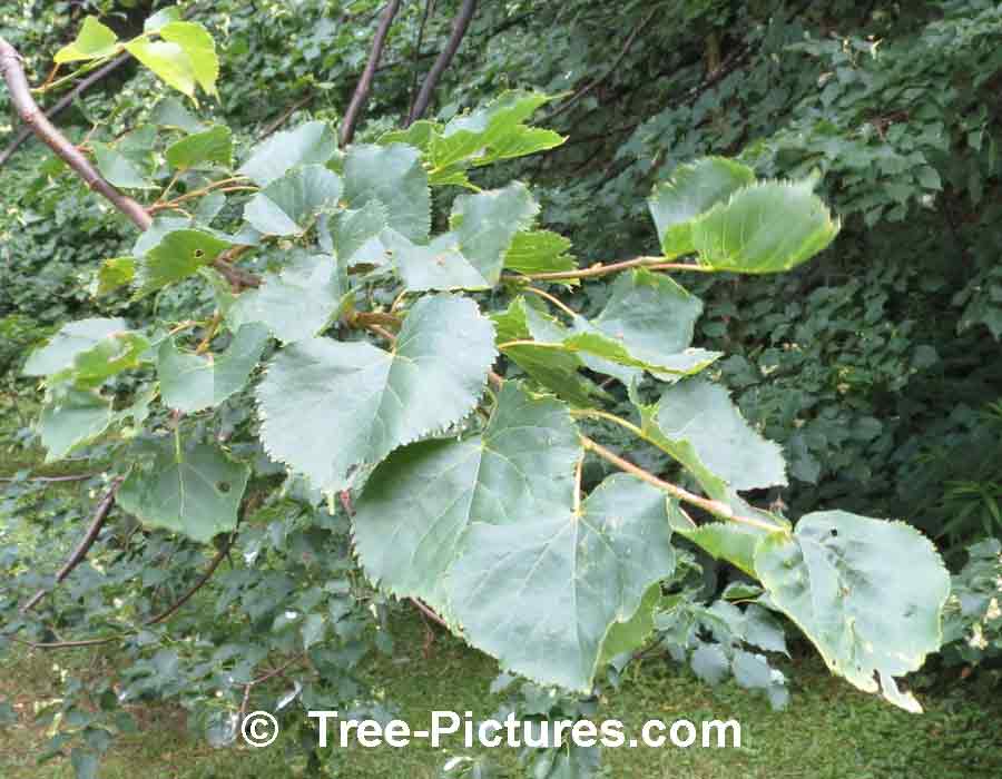 Linden Tree: Identify a Linden Tree By Its Glossy Green Leaves | Linden Trees at Tree-Pictures.com