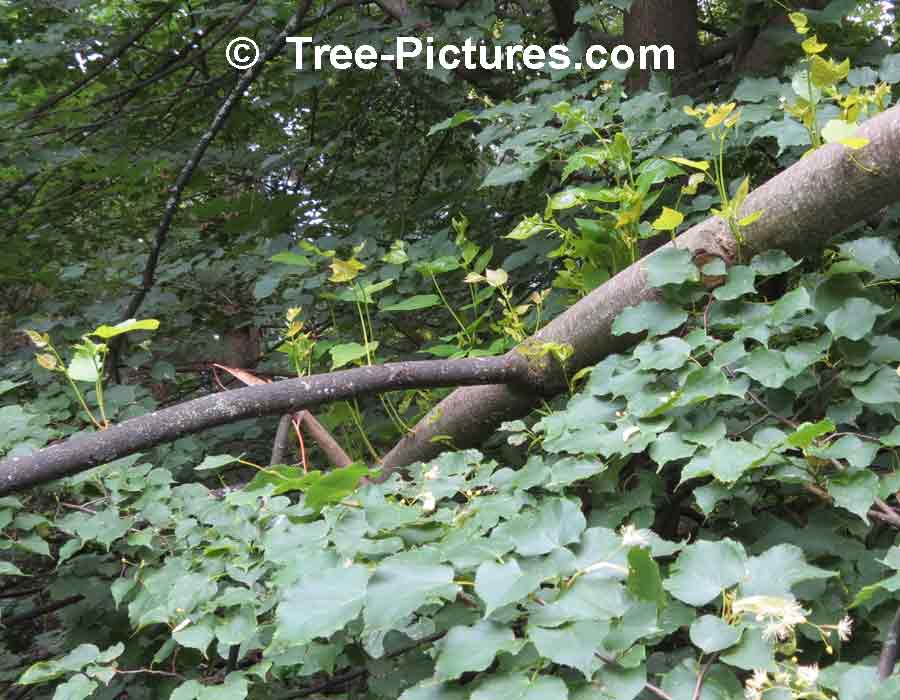 Linden Tree; Picture of Linden's Heart Shaped Asymmetrical Leaves | Linden Trees at Tree-Pictures.com