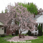 Magnolia Tree: Picturesque Magnolia Tree with its Carpet of Magnolia Petals | Tree-Magnolia @ Tree-Pictures.com
