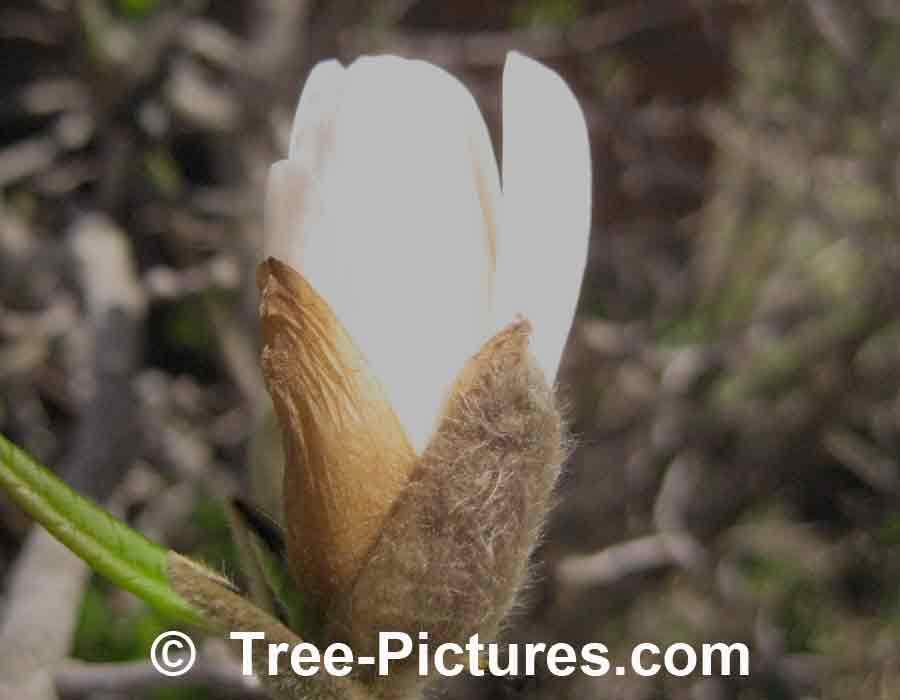 Magnolia Tree: Tulip Magnolia Bud a Sure Sign of Spring | Magnolia Trees at Tree-Pictures.com