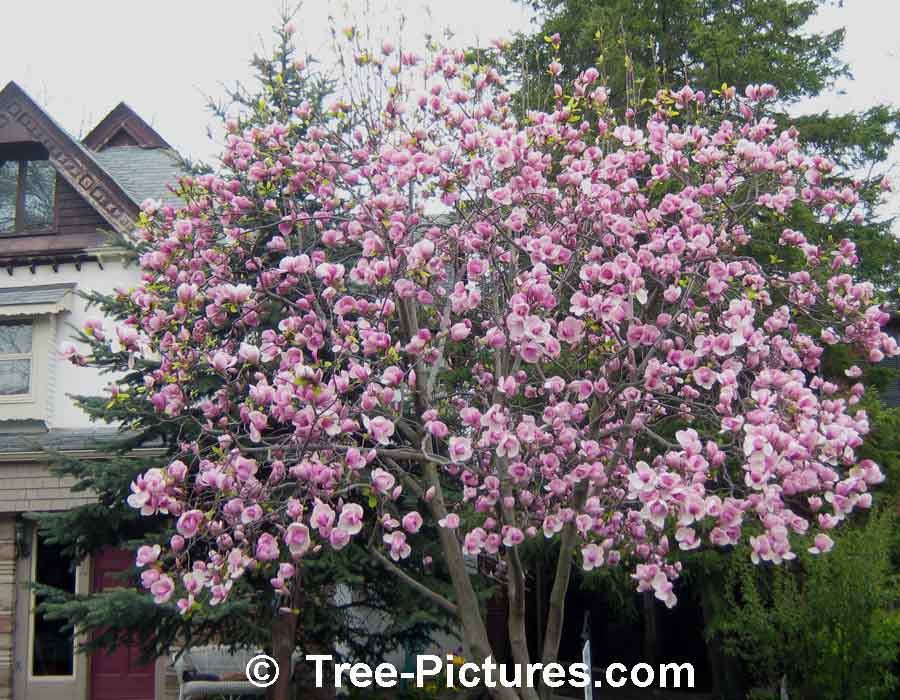 Magnolia Tree: Tulip Magnolia Tree in Bloom| Magnolia Trees at Tree-Pictures.com