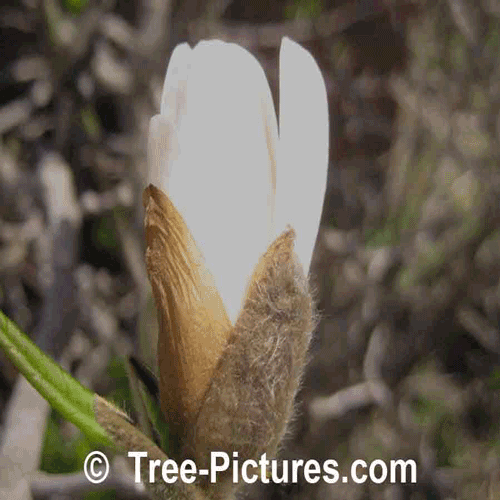 Photo of Tulip Magnolia Bud