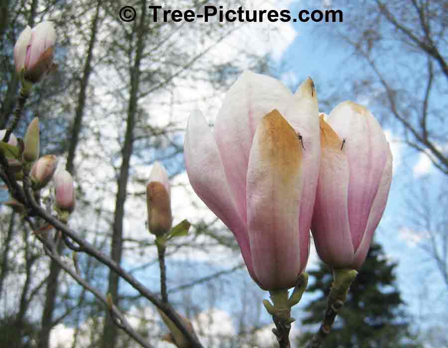 Magnolia Tree: Saucer Magnolia Flowers in Bud | Magnolia Trees at Tree-Pictures.com