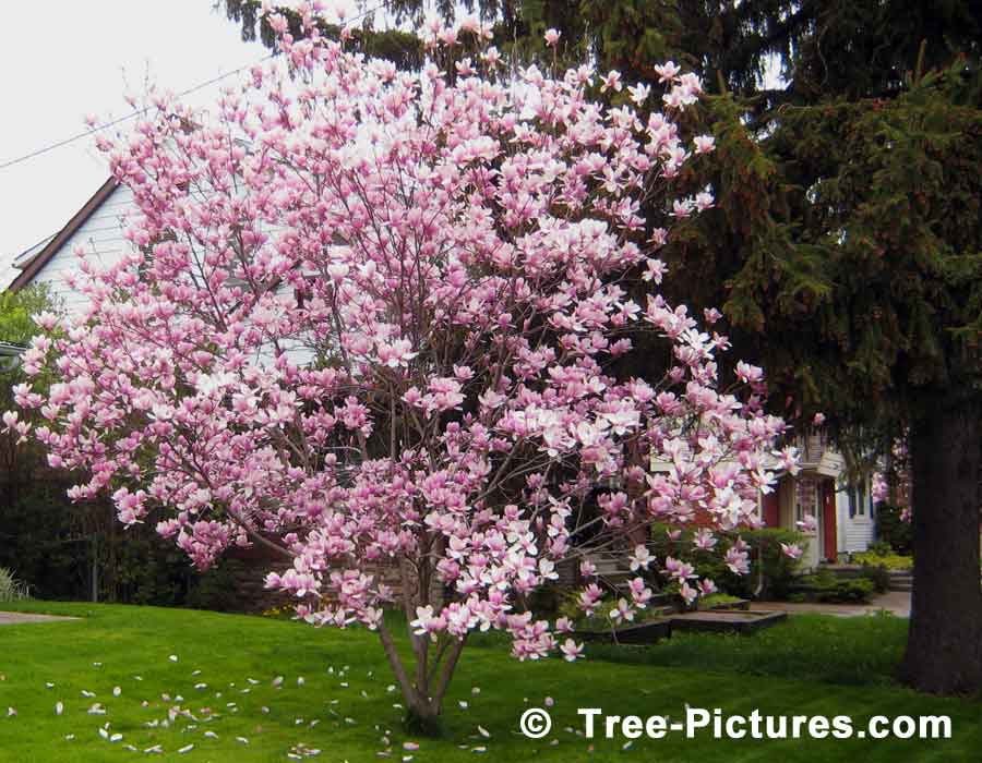 Magnolia Trees, Spectacular Display of Pink Magnolia Flowers | Magnolia Trees at Tree-Pictures.com