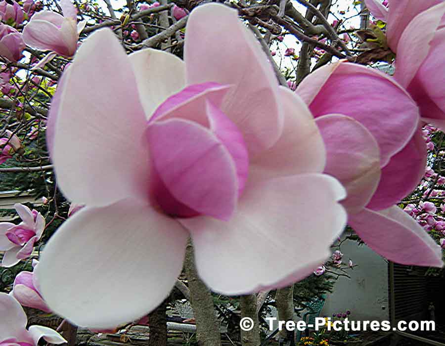 Magnolia Tree: Tulip Magnolia Blossoms | Magnolia Trees at Tree-Pictures.com