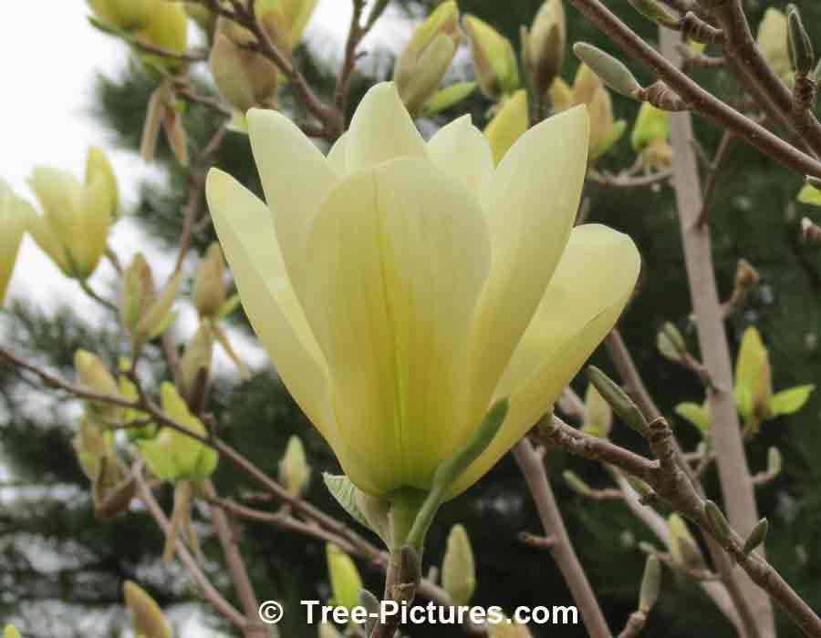 Magnolia Flower: Close up picture of a Elizabeth Magnolia Trees Yellow Blossom | Magnolia Trees at Tree-Pictures.com