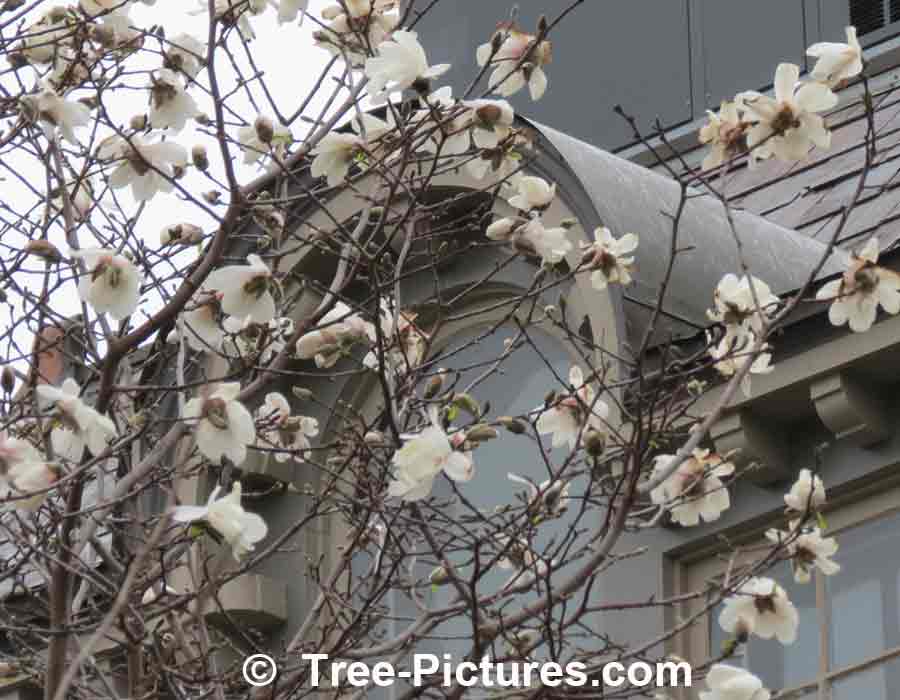 Magnolias: White Magnolia Blossoms Landscape Photo | Magnolia Trees at Tree-Pictures.com