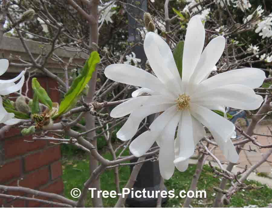 Magnolia Flower: Star Magnolia White Blossom | Magnolia Trees at Tree-Pictures.com
