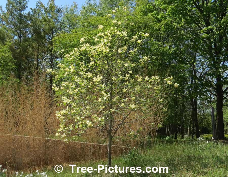 Elizabeth Magnolia: Yellow Stunning Magnolia Tree Blooms | Magnolia Trees at Tree-Pictures.com