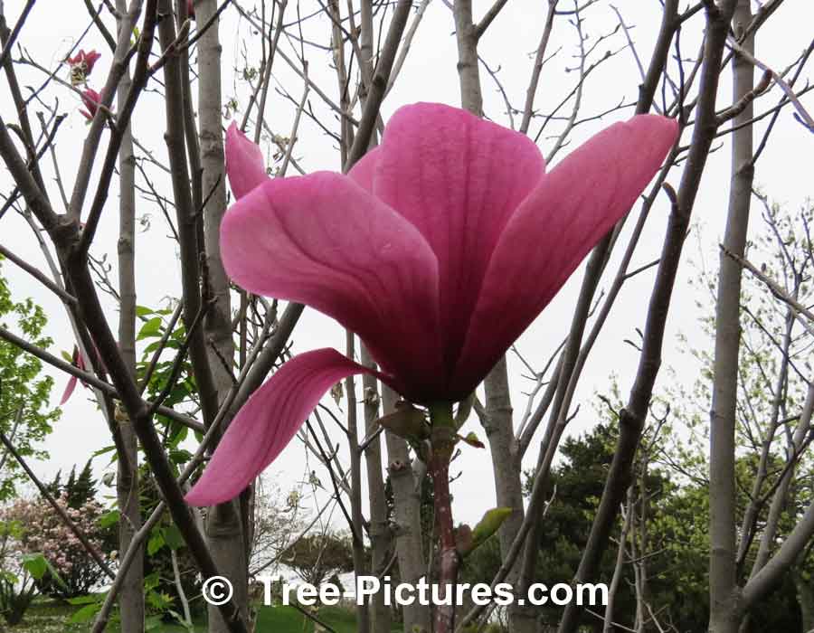 Magnolia Tree Variety: Galaxy Magnolia Flower | Magnolia Trees at Tree-Pictures.com