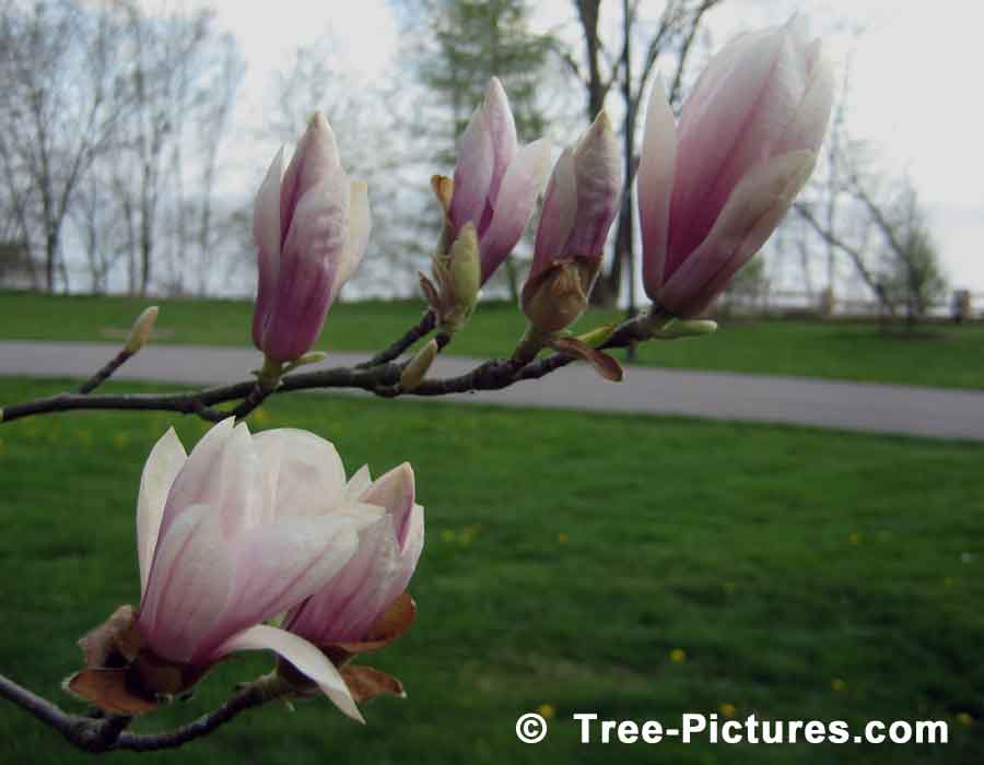 Magnolia Tree: Close Up Picture of Magnolia Flowers Opening | Magnolia Trees at Tree-Pictures.com