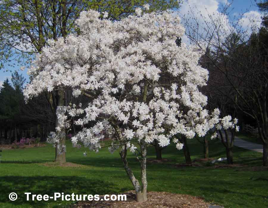 Magnolia, Magnolia Tree with its Pretty White Spring Flowers | Magnolia Trees at Tree-Pictures.com