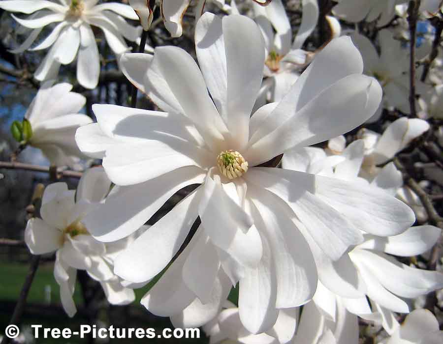 Magnolia Tree Picture, Close Up Picture of a Magnolia Blossom | Magnolia Trees at Tree-Pictures.com