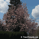 Magnolia Tree in Full Bloom | Tree-Magnolia-Blooms @ Tree-Pictures.com