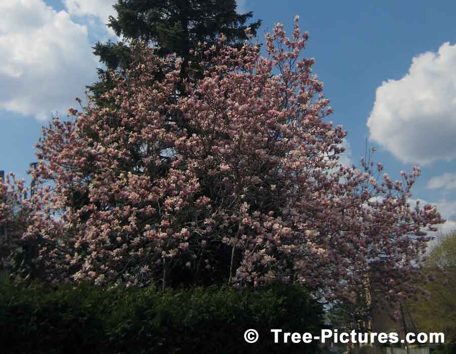 Magnolia Tree: Beautiful Early Pink Magnolia Tulip Spring Blossoms | Magnolia Trees at Tree-Pictures.com