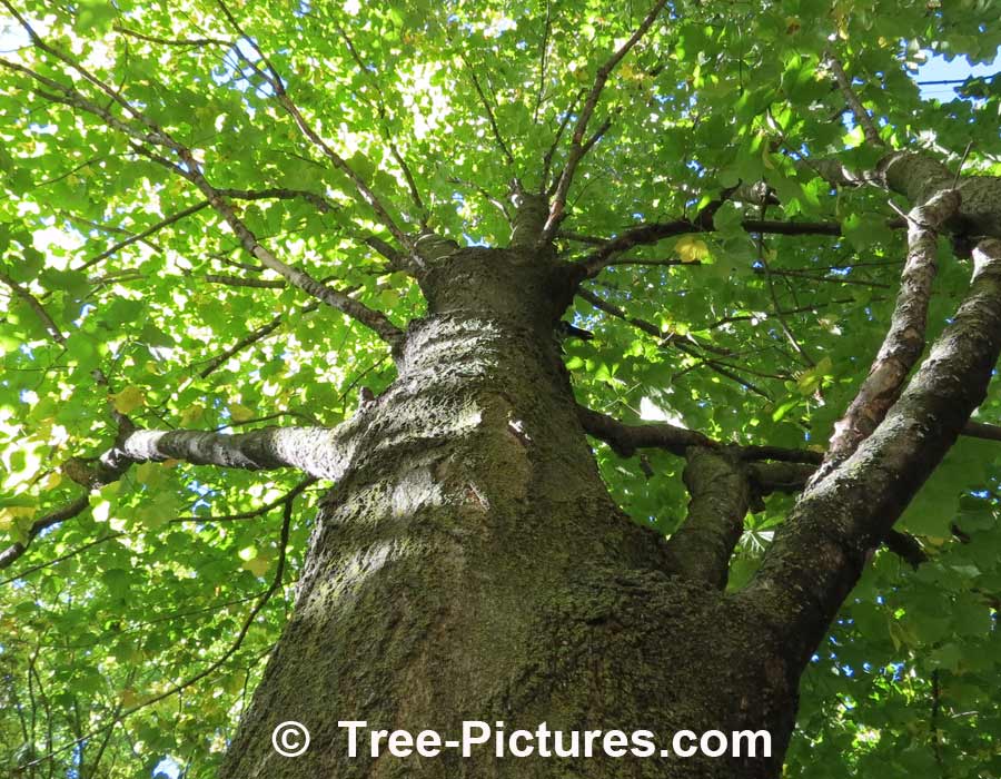 Maples: Trunk and Canopy of the Black Maple Tree Type | Maple Trees at Tree-Pictures.com
