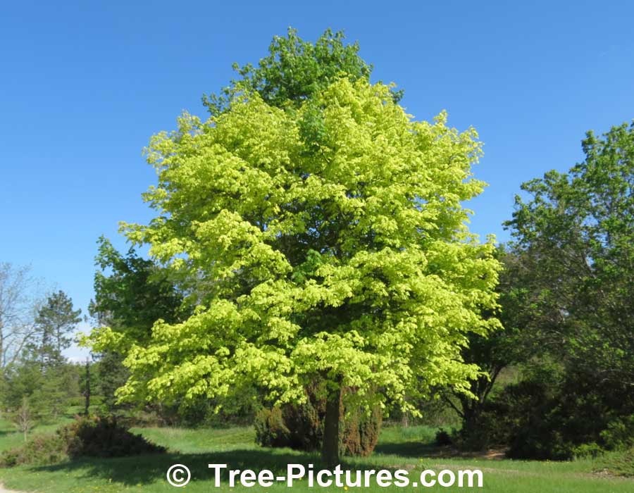 Maples: Striking Variegated Color of the Harlequin Maple Tree | Maple Trees at Tree-Pictures.com