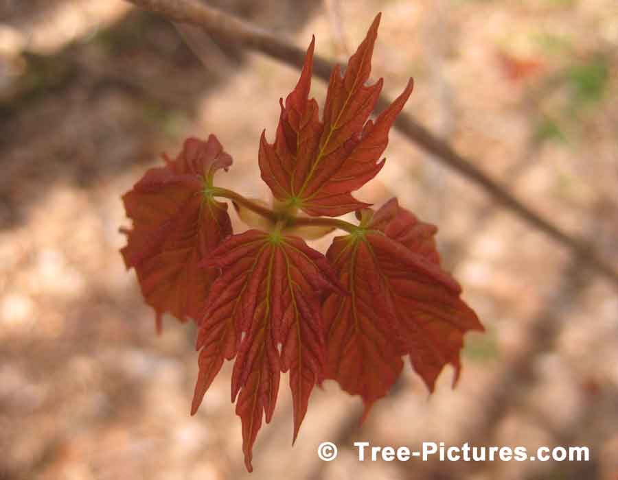 Maple Trees: The Maple Leaf is the National Symbol of Canada | Maple Trees at Tree-Pictures.com
